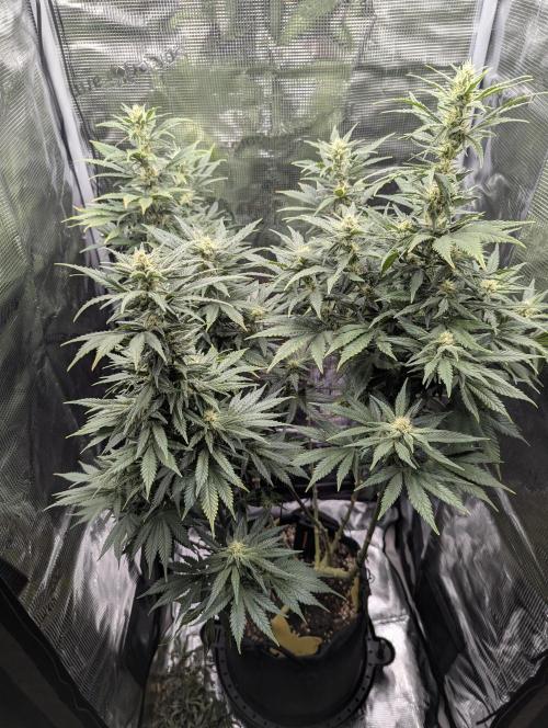 Kush Mass Auto - G1. Week 16