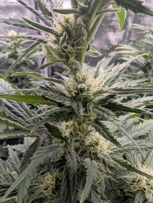 Kush Mass Auto - G1. Week 16