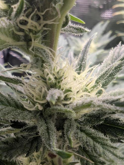 Kush Mass Auto - G1. Week 16