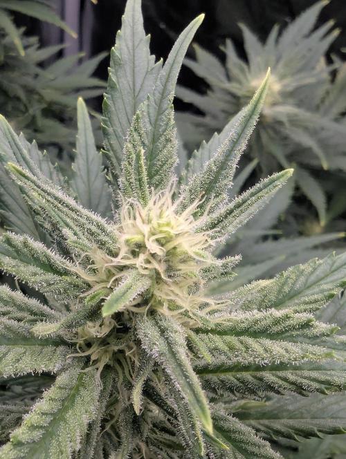 Kush Mass Auto - G1. Week 16