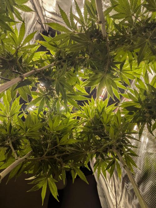 Kush Mass Auto - G1. Week 16