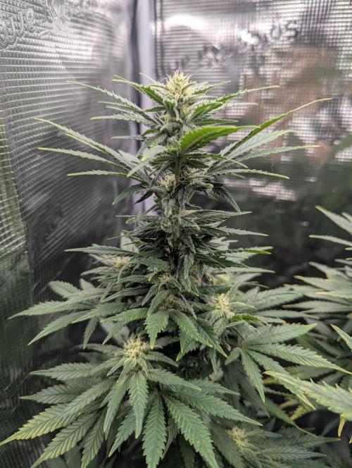 Kush Mass Auto - G1. Week 16