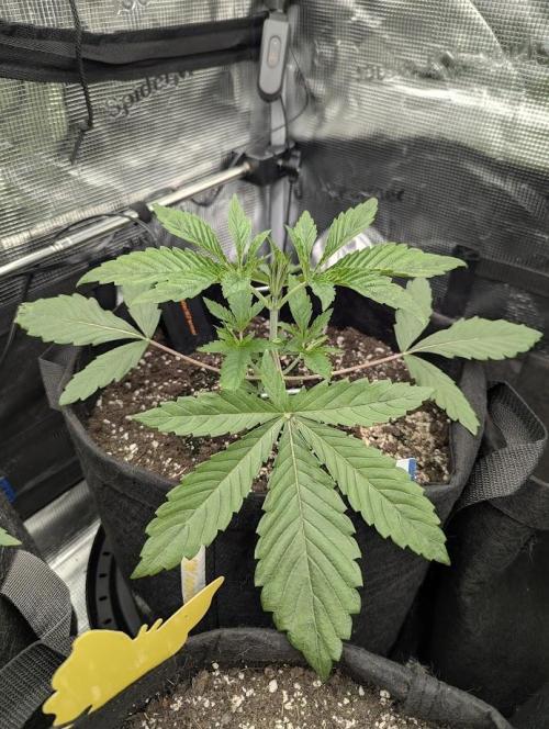 Black Cherry Gushers - G2. Week 3