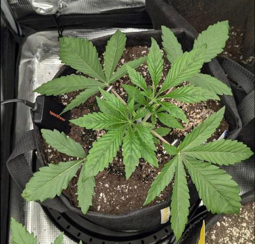 Black Cherry Gushers - G2. Week 3