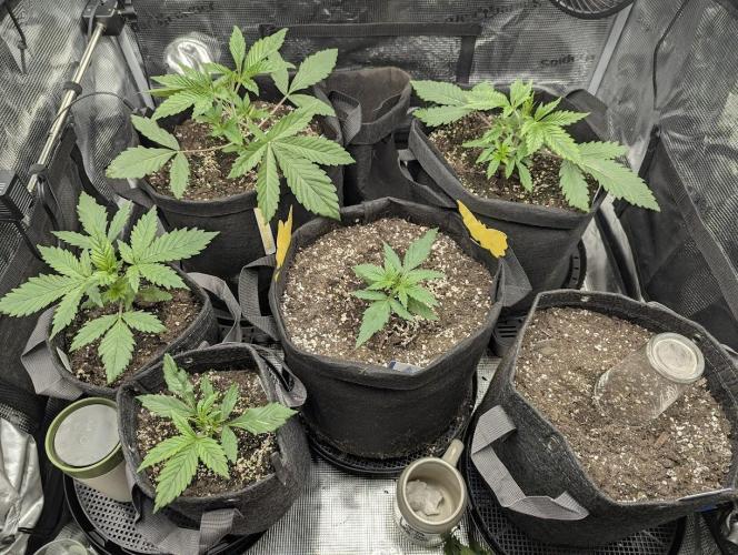 Black Cherry Gushers - G2. Week 3