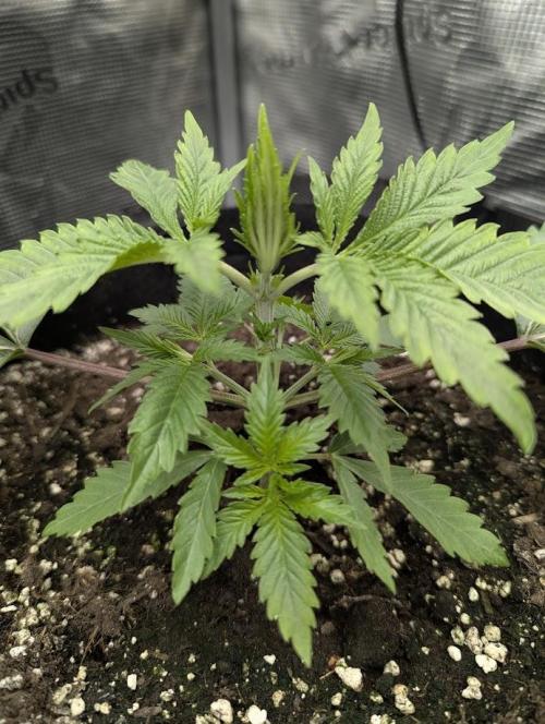 Black Cherry Gushers - G2. Week 3