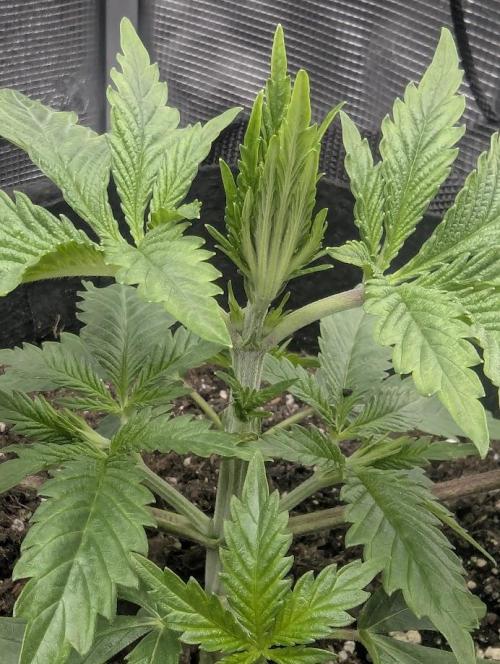 Black Cherry Gushers - G2. Week 3