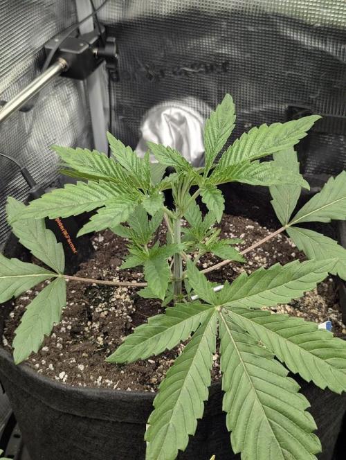 Black Cherry Gushers - G2. Week 3