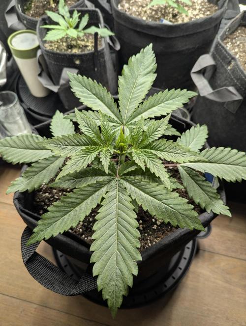 Blue Zushi - G2. Week 3