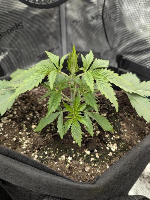 Blue Zushi - G2. Week 3