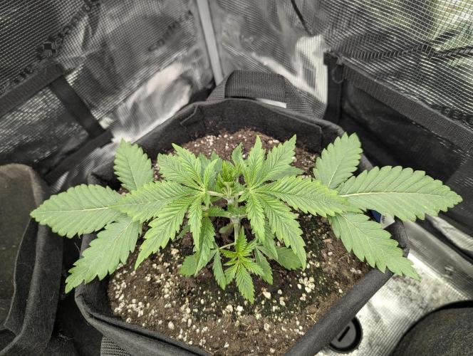 Blue Zushi - G2. Week 3