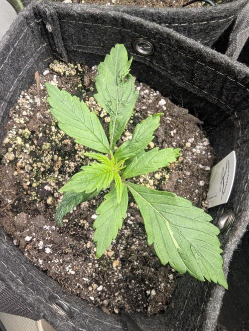 Do-Si-Dos Auto - G2. Week 3
