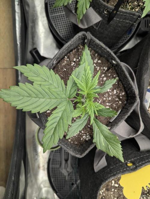 Do-Si-Dos Auto - G2. Week 3