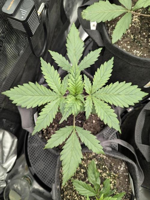 Papaya Zoap Auto - G2. Week 3