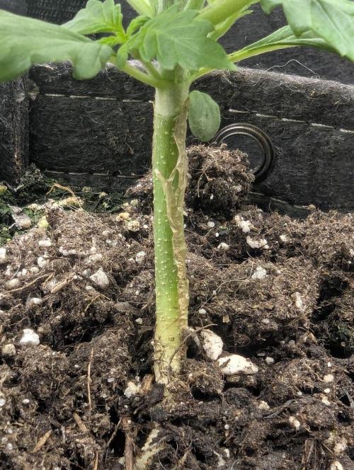 Papaya Zoap Auto - G2. Week 3