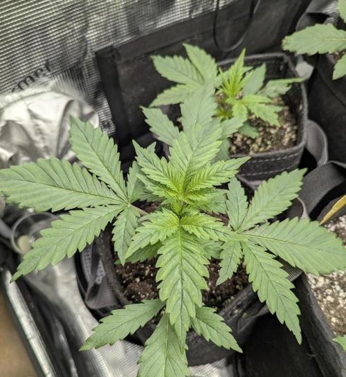 Papaya Zoap Auto - G2. Week 3