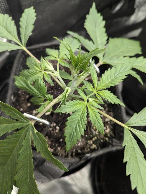 Papaya Zoap Auto - G2. Week 3