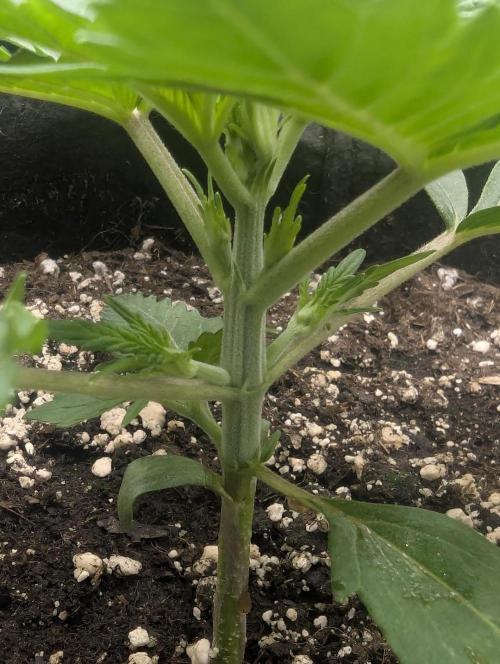 Runtz Auto - G2. Week 2