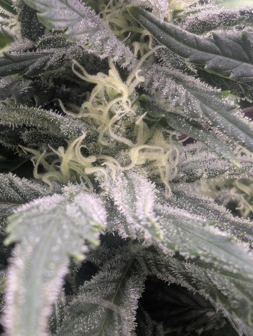 Kush Mass Auto - G1. Week 17