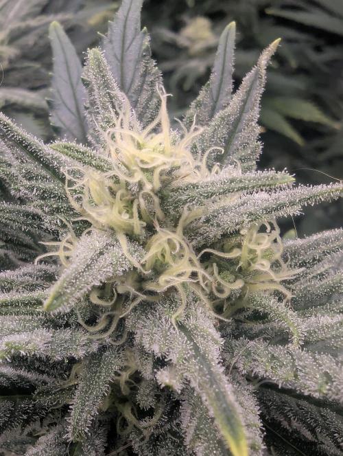 Kush Mass Auto - G1. Week 17