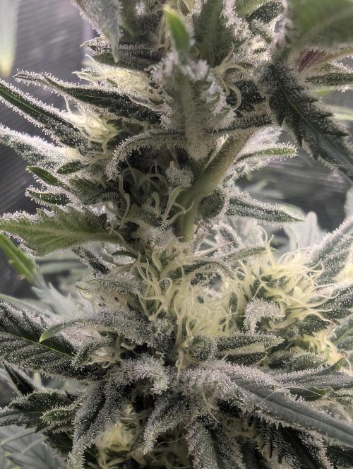 Kush Mass Auto - G1. Week 17