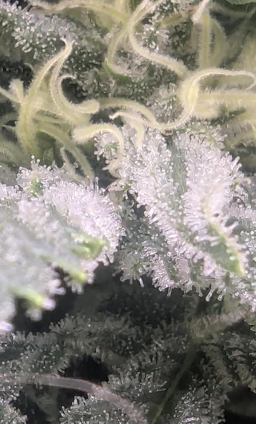 Kush Mass Auto - G1. Week 17