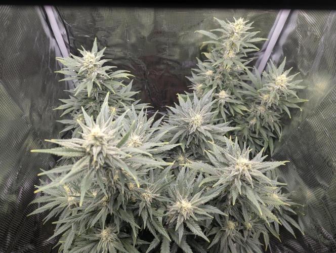 Kush Mass Auto - G1. Week 17