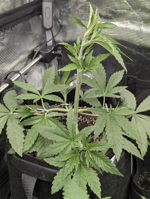 Black Cherry Gushers - G2. Week 4