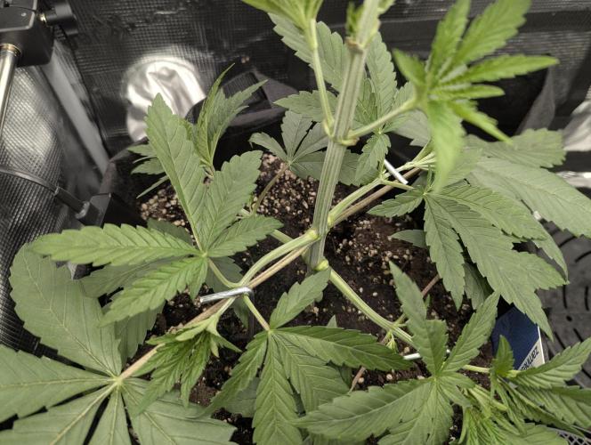 Black Cherry Gushers - G2. Week 4