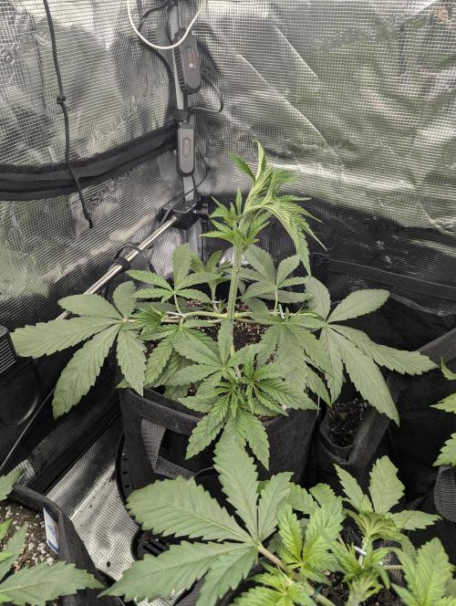 Black Cherry Gushers - G2. Week 4