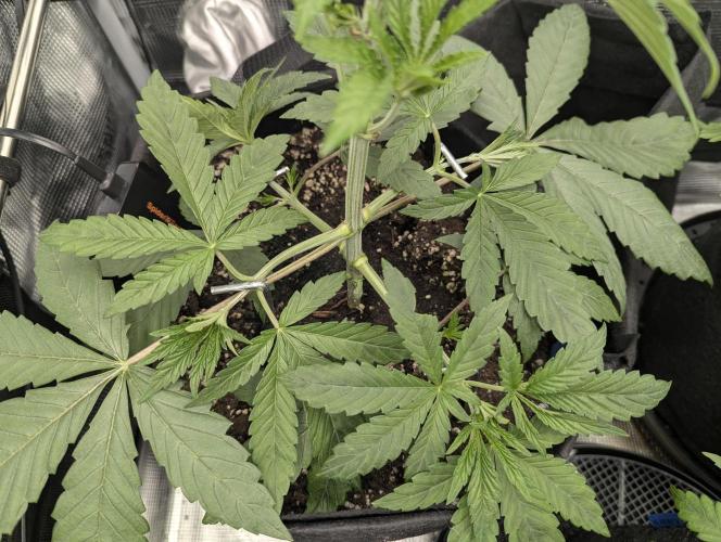 Black Cherry Gushers - G2. Week 4