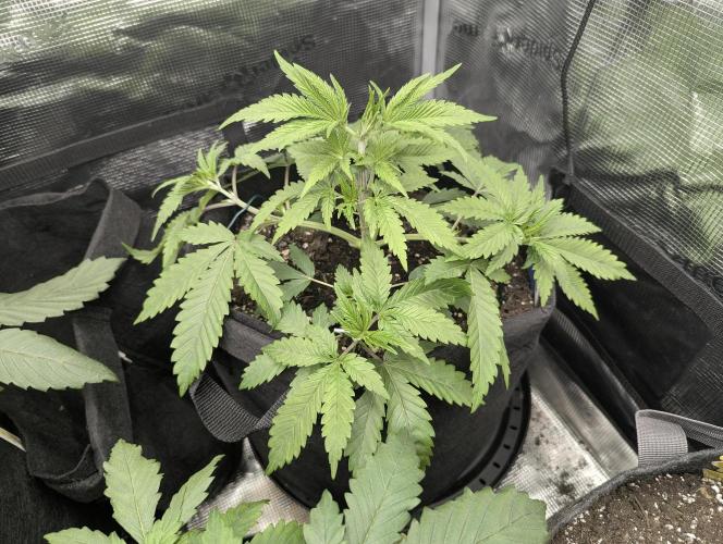 Blue Zushi - G2. Week 4