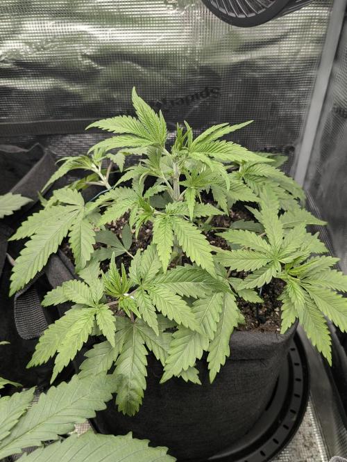 Blue Zushi - G2. Week 4