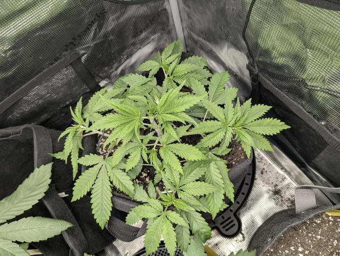 Blue Zushi - G2. Week 4