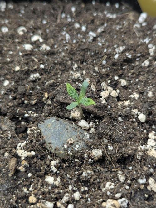 RS11 x Banana OG - G2. Week 0