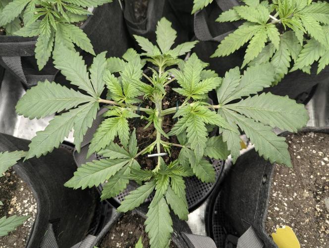 Papaya Zoap Auto - G2. Week 4