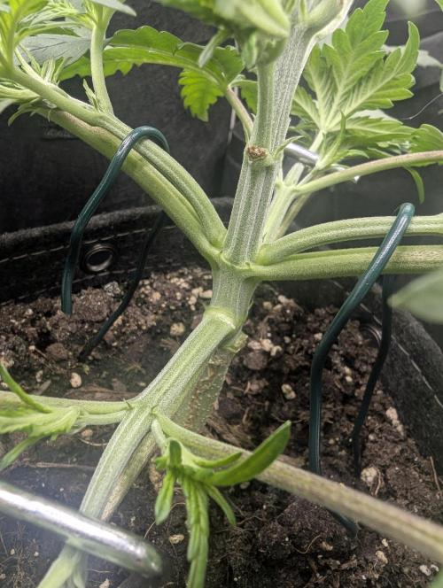 Papaya Zoap Auto - G2. Week 4