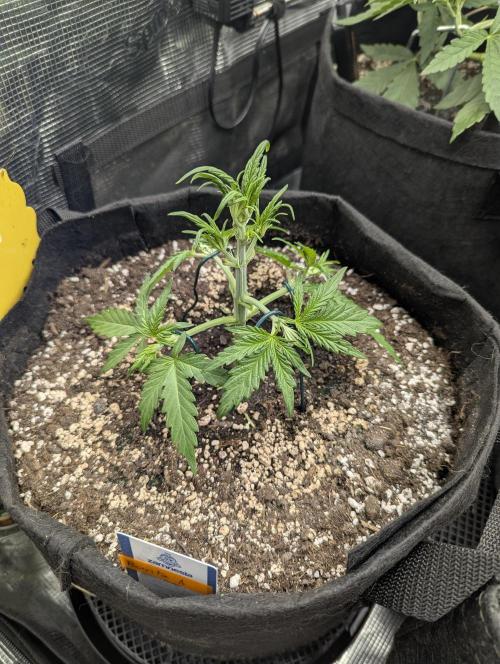 Runtz Auto - G2. Week 3