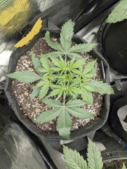 Runtz Auto - G2. Week 3