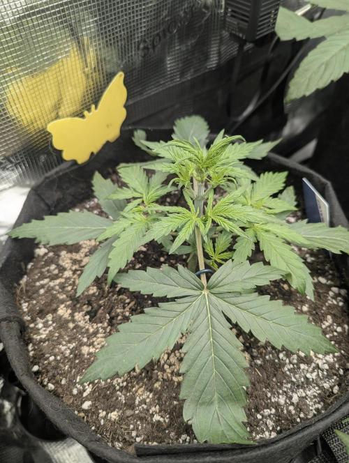 Runtz Auto - G2. Week 3