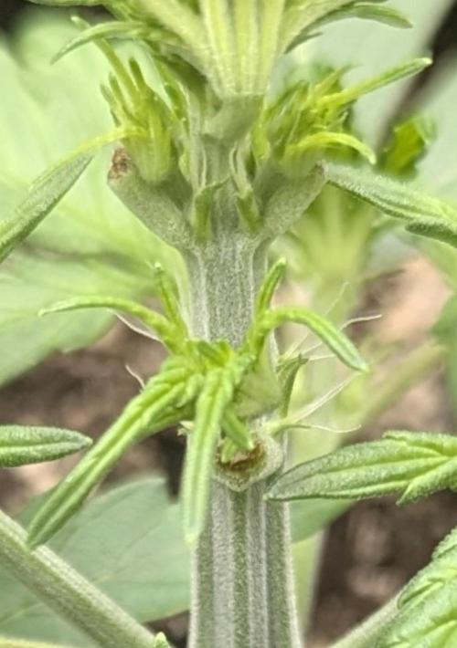 Runtz Auto - G2. Week 3