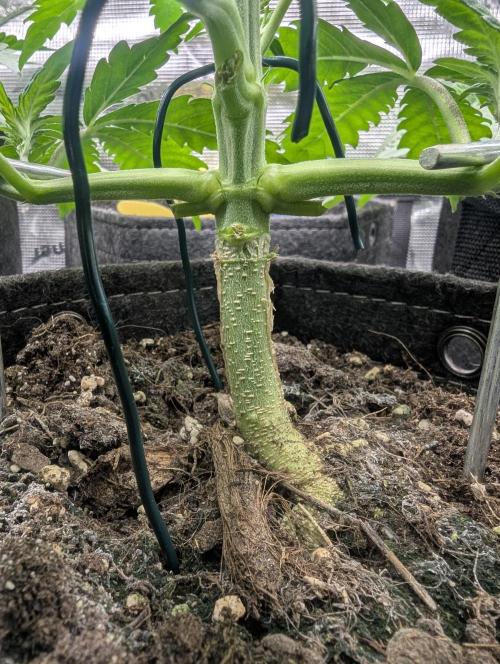 Papaya Zoap Auto - G2. Week 4