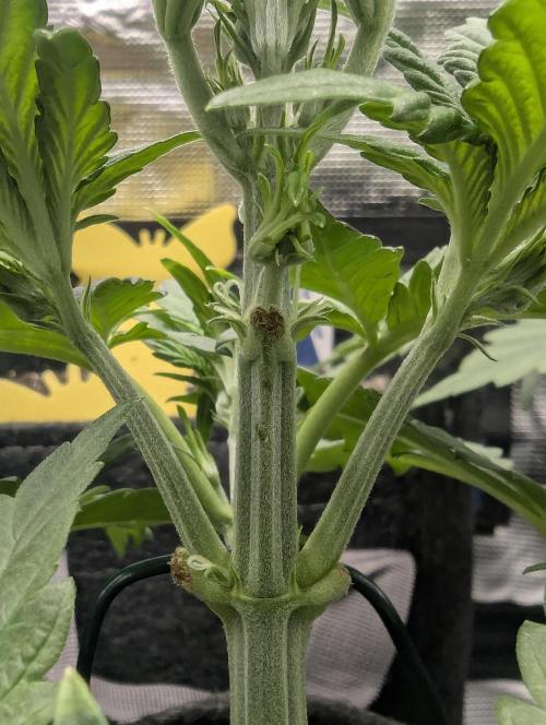 Papaya Zoap Auto - G2. Week 4