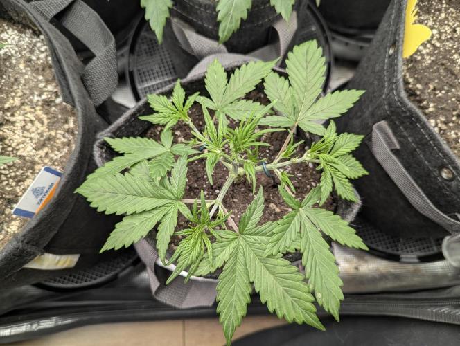 Do-Si-Dos Auto - G2. Week 4