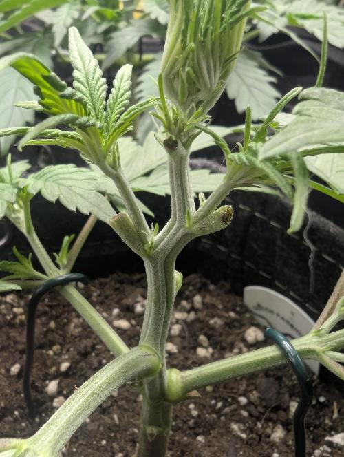 Do-Si-Dos Auto - G2. Week 4