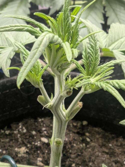 Do-Si-Dos Auto - G2. Week 4