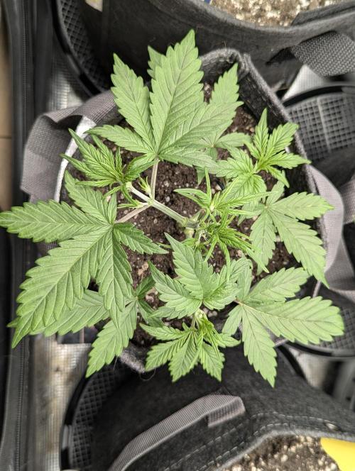 Do-Si-Dos Auto - G2. Week 4