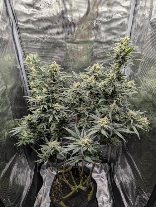 Kush Mass Auto - G1. Week 18