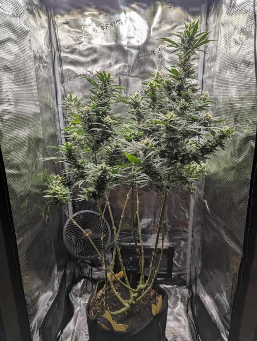 Kush Mass Auto - G1. Week 18