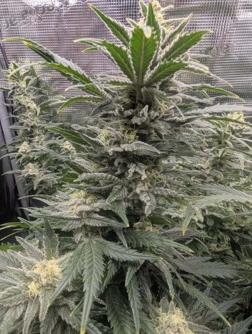 Kush Mass Auto - G1. Week 18